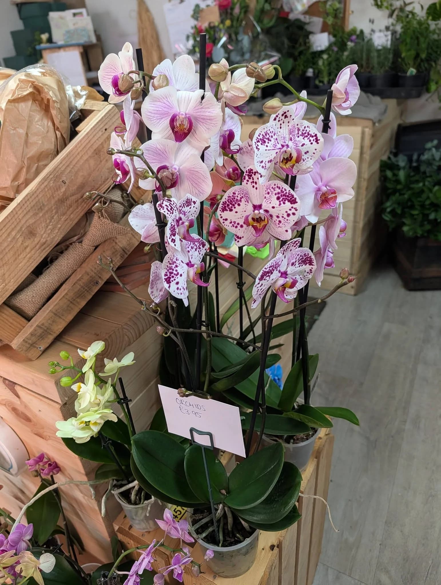 A collection of flowering houseplants