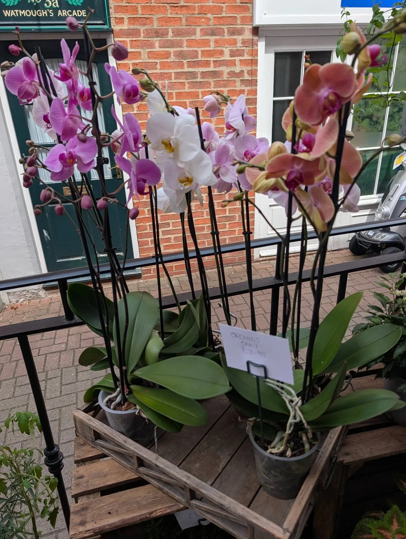 Plants displayed along the pedestrian walkway outside Floral Curiosity in Hedon