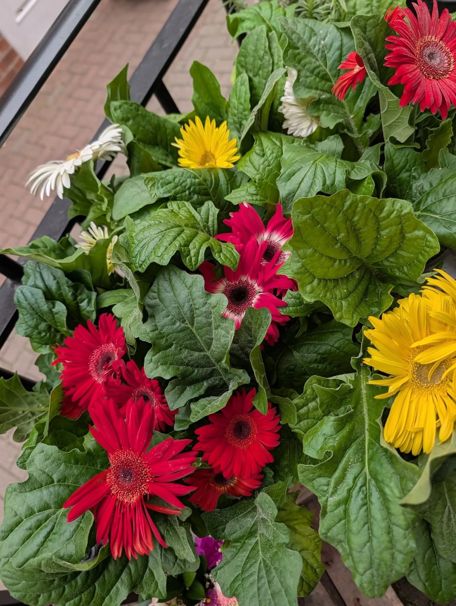 Bright red and yellow flowering plants at Floral Curiosity