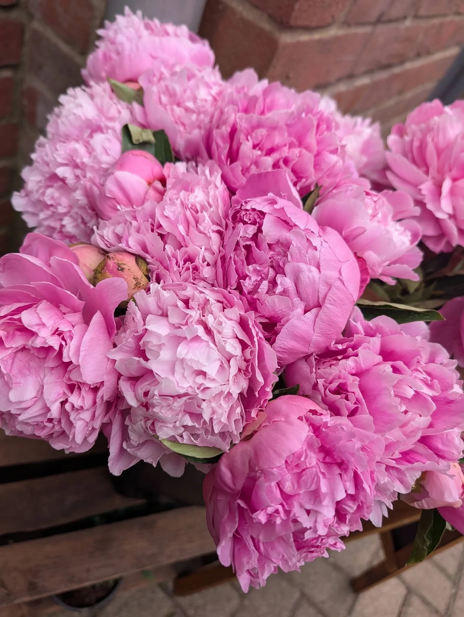 Pink peonies gathered together