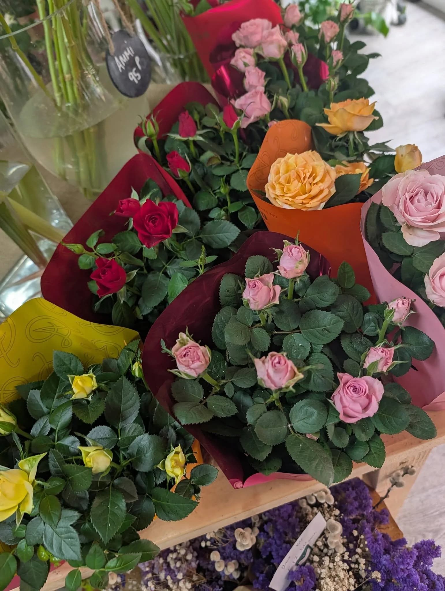 Rose plants in deep red and warm colours